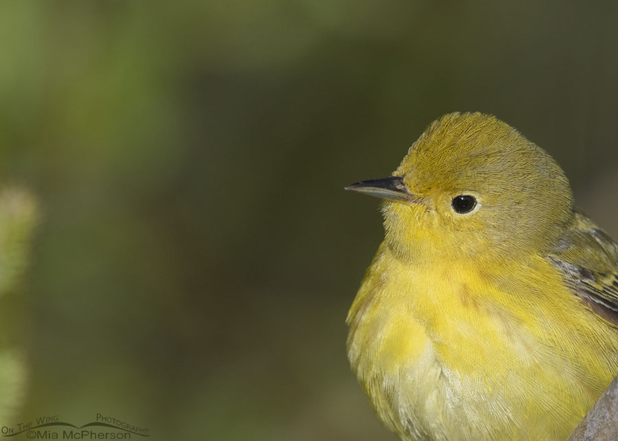 Spring Yellow Warbler female close up, Wasatch Mountains, Summit County, Utah