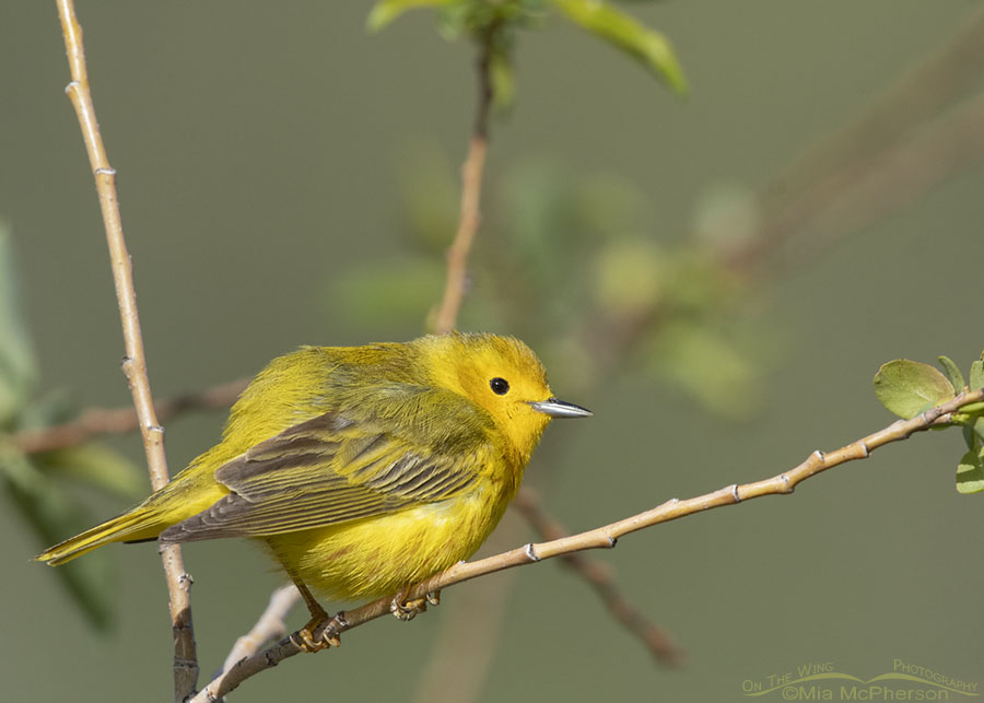 Male Yellow Warbler checking out his territory, Wasatch Mountains, Summit County, Utah