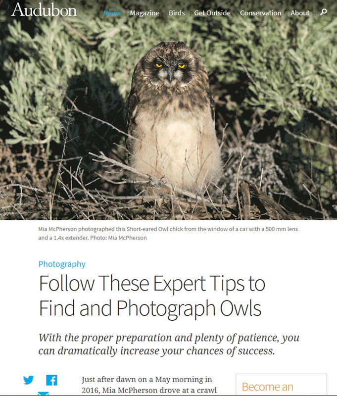 Interview: Audubon Online January 2017 Short-eared Owl