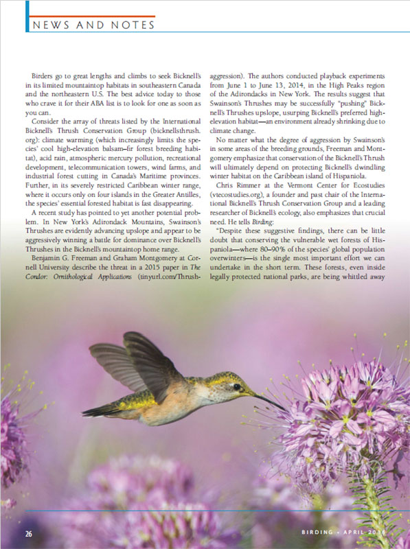 Birding April 2016 Calliope Hummingbird