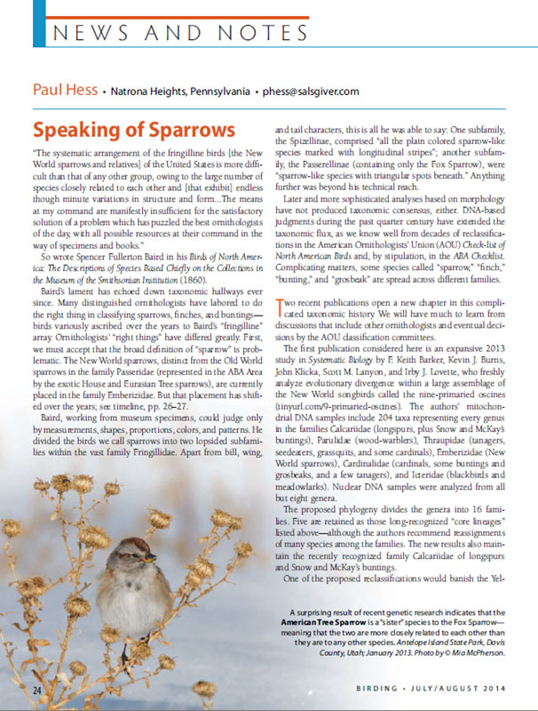 Birding August 2014 - American Tree Sparrow