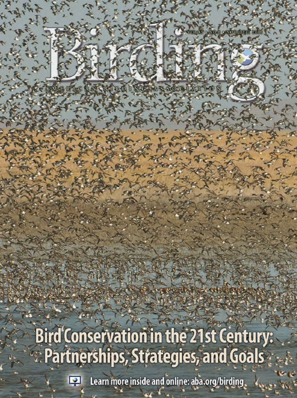 Birding December 2013 Cover Wilson's Phalaropes