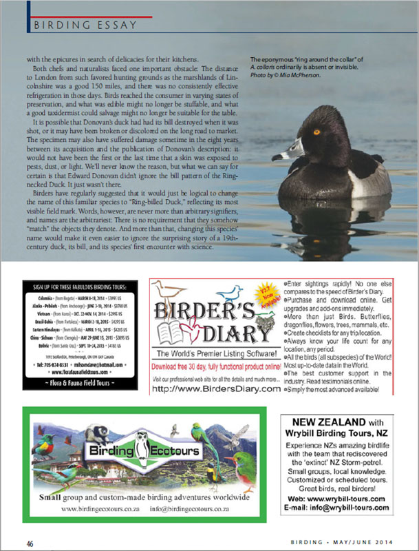 Birding June 2014 Ring-necked Duck drake