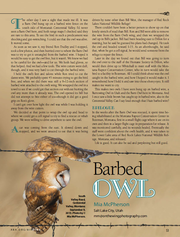 Birding October 2015 Barn Owl