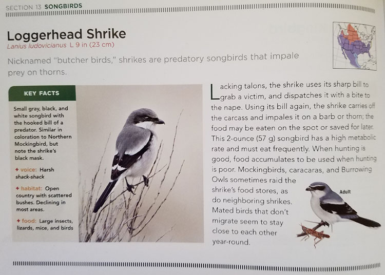 National Geographic Illustrated Guide to Wildlife Page 146 - Loggerhead Shrike
