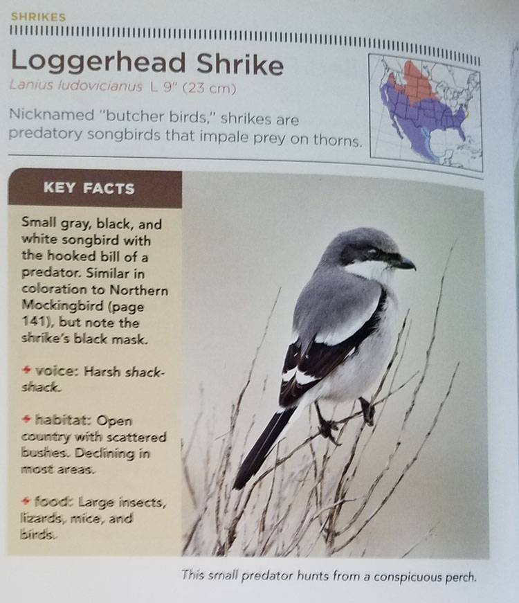 National Geographic Pocket Guide to the Birds of North America Page 110 - Loggerhead Shrike