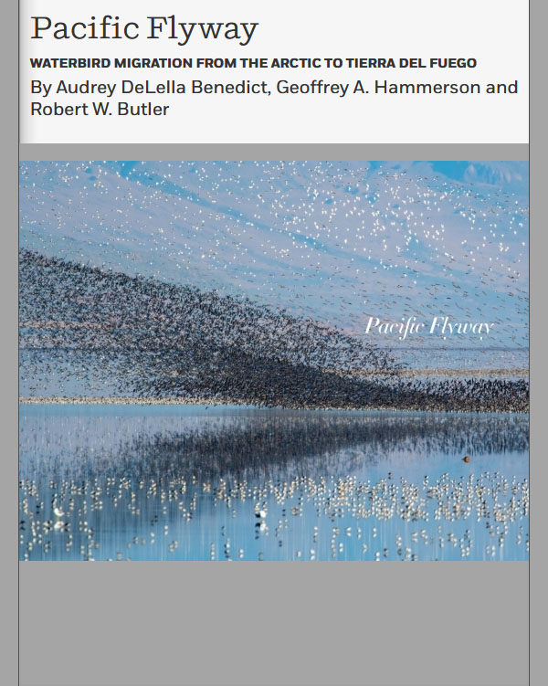 Pacific Flyway: Waterbird Migration from the Arctic to Tierra del Fuego - Page i- Wilsons Phalaropes
