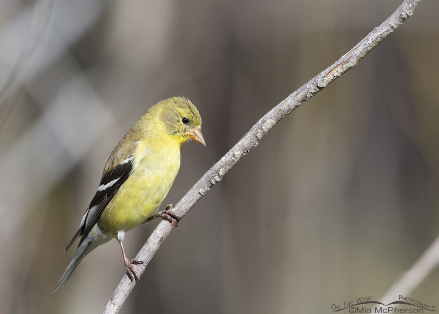 Female American Goldfinch in the Wasatch Mountains, Morgan County, Utah