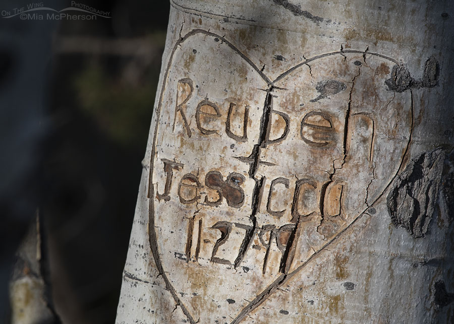 Aspen carving - Reuben and Jessica, West Desert, Tooele County, Utah