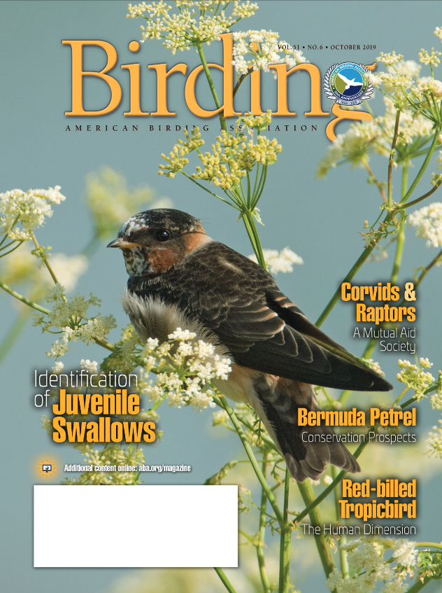 Birding October 2019 Cover and article - Identification Of Juvenile Swallows