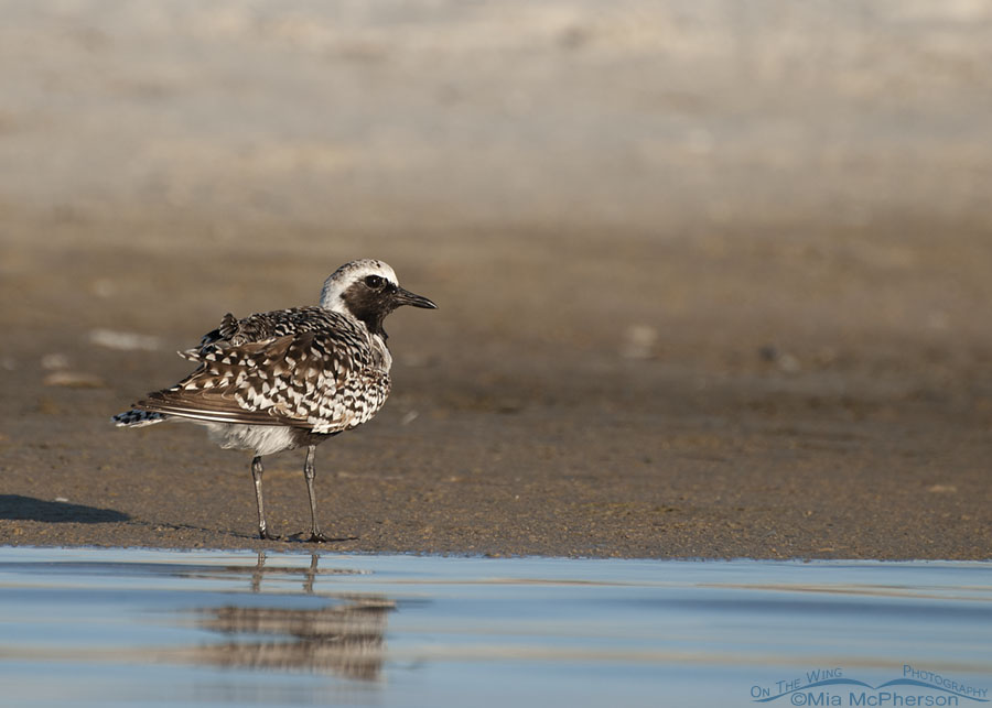 Black-bellied Plover at the edge of a lagoon, Fort De Soto County Park, Pinellas County, Florida