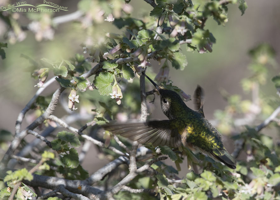 Female Broad-tailed Hummingbird in a spotlight, West Desert, Tooele County, Utah