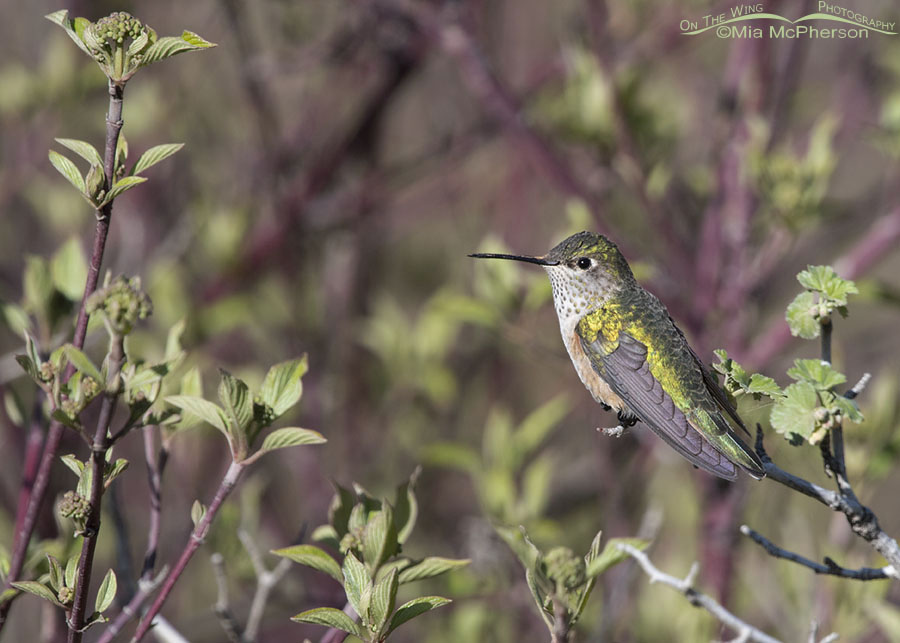 Resting female Broad-tailed Hummingbird, West Desert, Tooele County, Utah