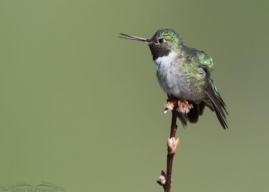 Calling Broad-tailed Hummingbird male, Wasatch Mountains, Morgan County, Utah