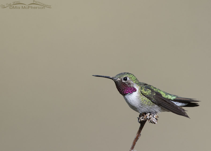 Male Broad-tailed Hummingbird perched in strong breeze, Wasatch Mountains, Morgan County, Utah