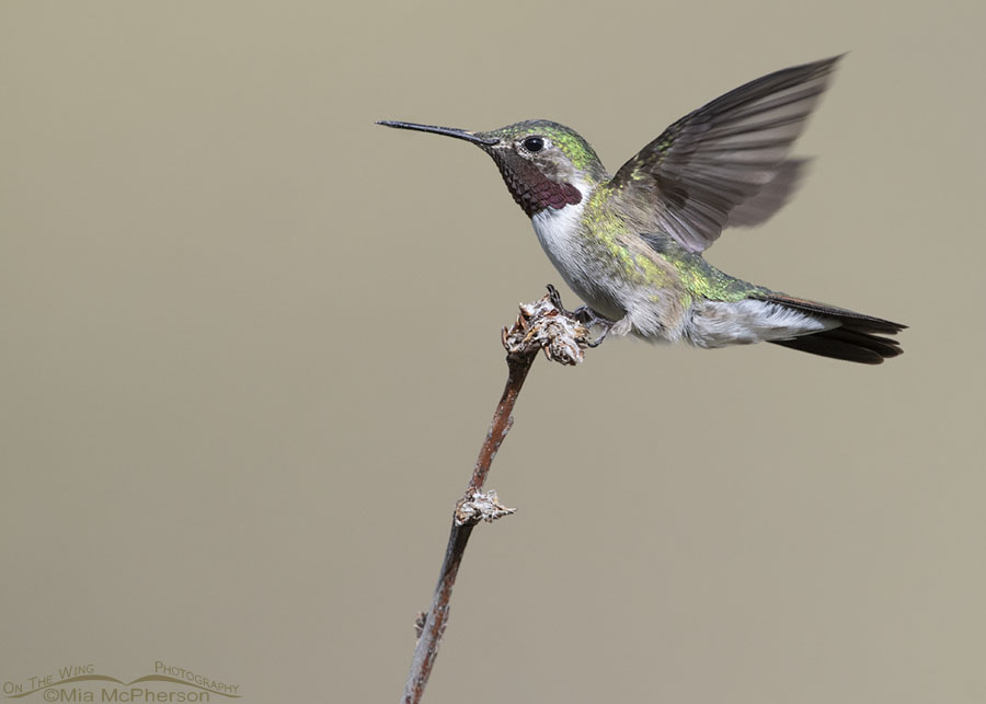 Male Broad-tailed Hummingbird landing in a stiff breeze, Wasatch Mountains, Morgan County, Utah
