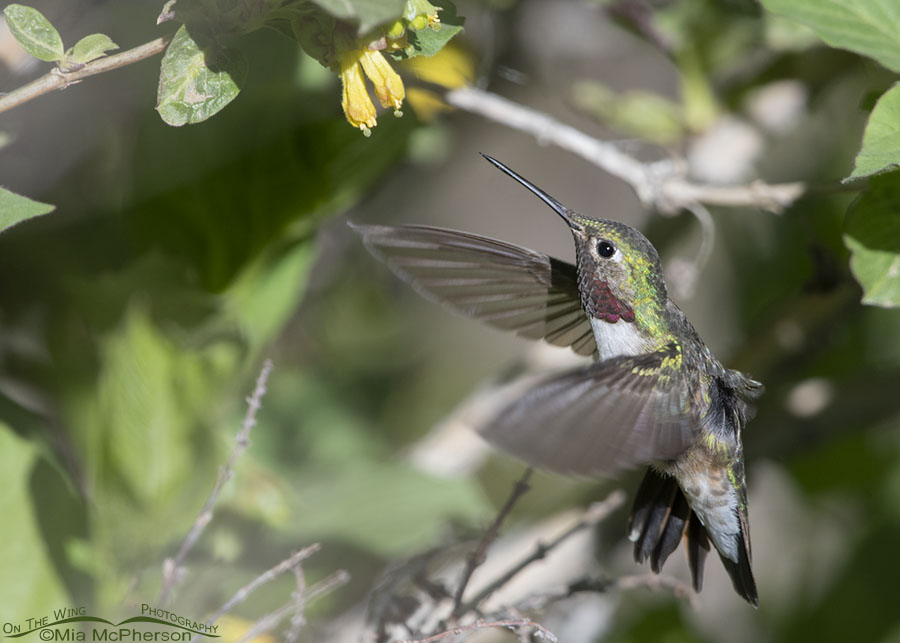 Male Broad-tailed Hummingbird hovering below Black Twinberry Honeysuckle flowers, Wasatch Mountains, Morgan County, Utah