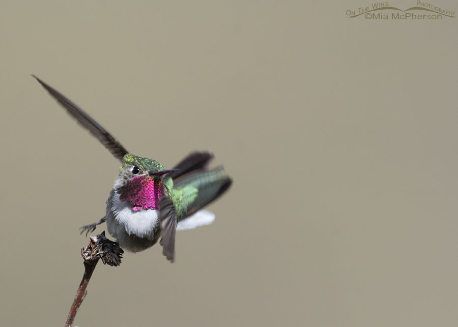 Male Broad-tailed Hummingbird taking off in a strong breeze, Wasatch Mountains, Morgan County, Utah