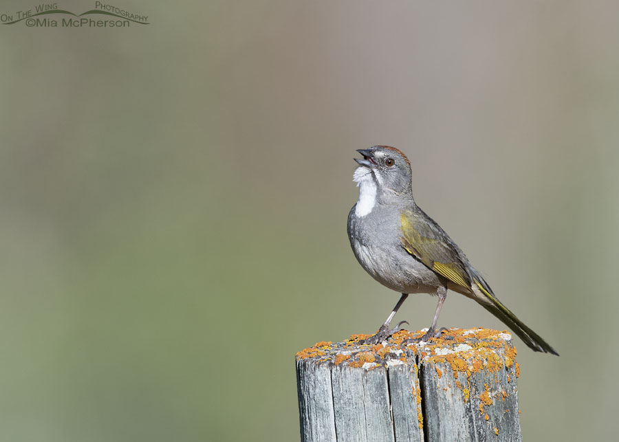 Adult male Green-tailed Towhee singing on a lichen encrusted fence post, Wasatch Mountains, Morgan County, Utah