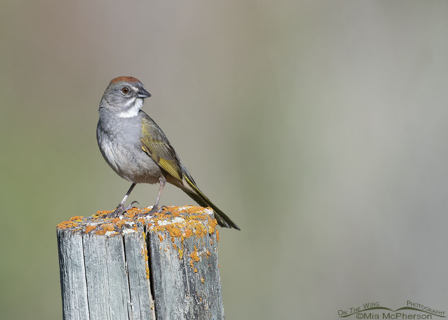 Adult Green-tailed Towhee male on a clear May morning, Wasatch Mountains, Morgan County, Utah