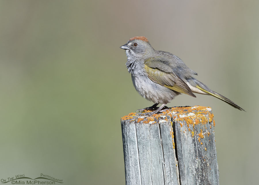 Fluffed up adult Green-tailed Towhee male on a lichen covered fence post, Wasatch Mountains, Morgan County, Utah
