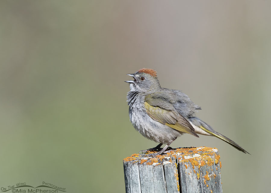 Fluffed up adult male Green-tailed Towhee singing, Wasatch Mountains, Morgan County, Utah