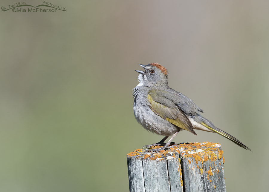 Male Green-tailed Towhee singing in a canyon in the Wasatch Mountains, Wasatch Mountains, Morgan County, Utah