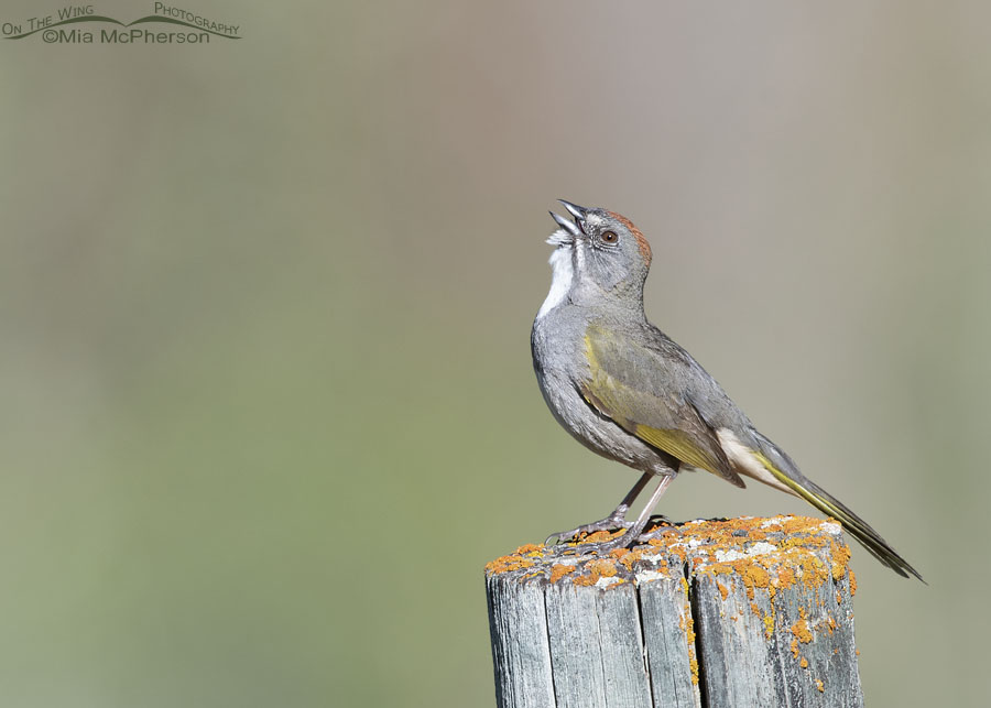 Singing adult male Green-tailed Towhee on a warm May morning, Wasatch Mountains, Morgan County, Utah