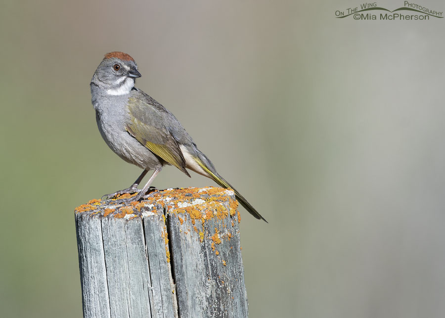 Side profile of an adult male Green-tailed Towhee, Wasatch Mountains, Morgan County, Utah