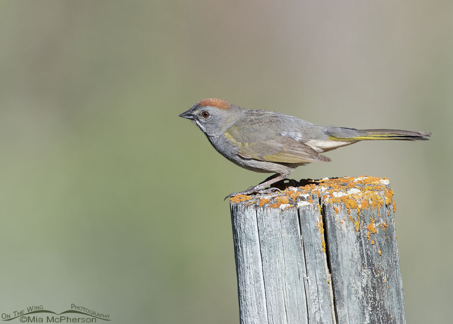 Male Green-tailed Towhee squatting down to lift off, Wasatch Mountains, Morgan County, Utah