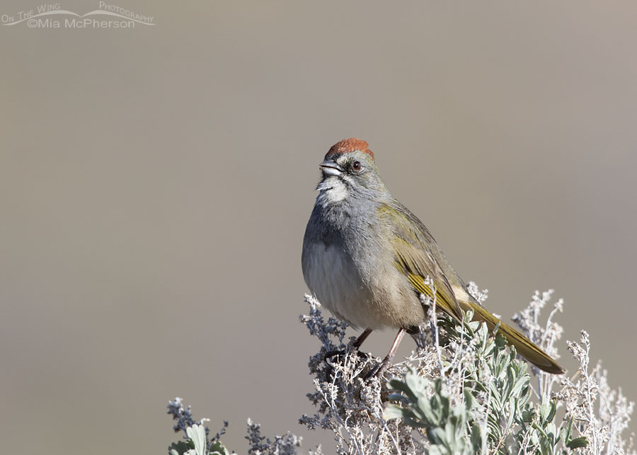 Green-tailed Towhee male singing on sage, Wasatch Mountains, Morgan County, Utah