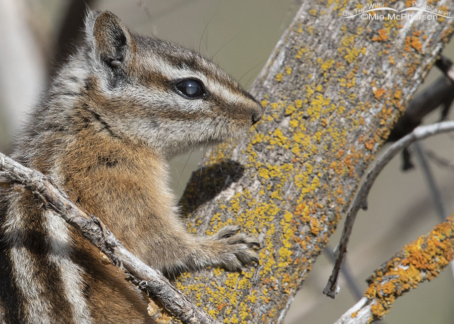 Least Chipmunk's left eye showing a corneal problem, Wasatch Mountains, Morgan County, Utah