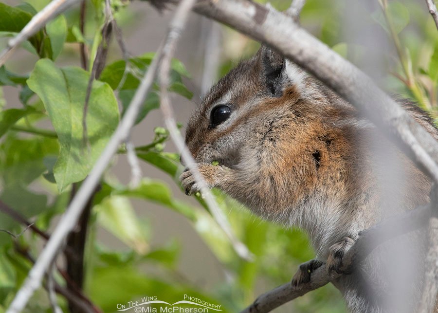 Least Chipmunk's good eye, Wasatch Mountains, Morgan County, Utah