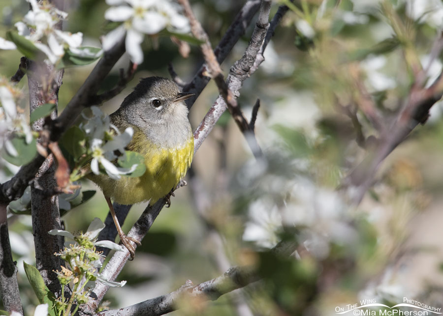 MacGillivray’s Warbler perched in a blooming Serviceberry, Wasatch Mountains, Morgan County, Utah
