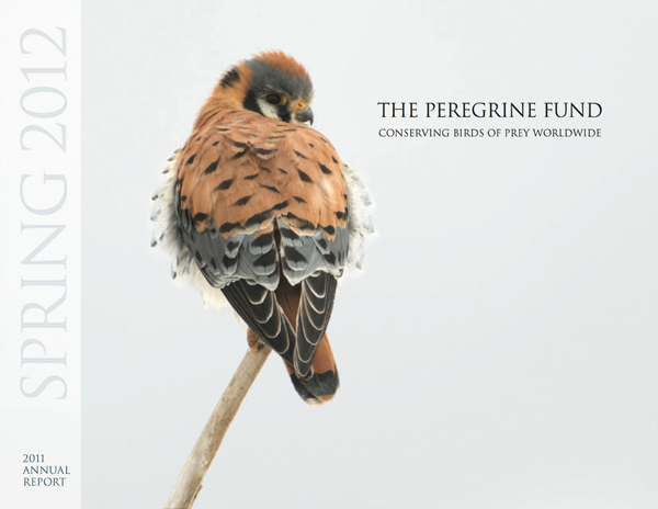 Peregrine Fund 2011 Annual Report - American Kestrel Cover