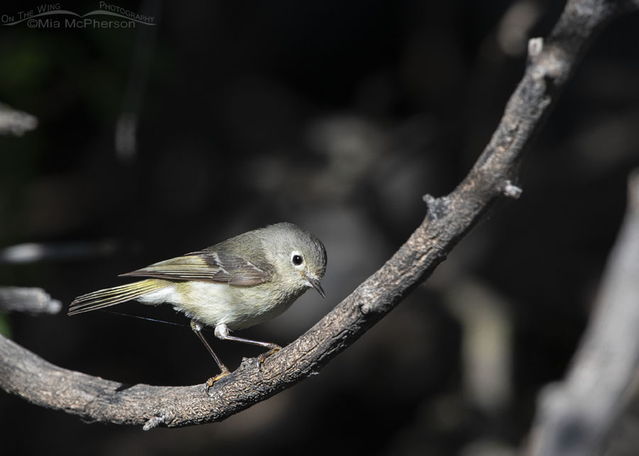 Ruby-crowned Kinglet perched in front of a dark background, Box Elder County, Utah