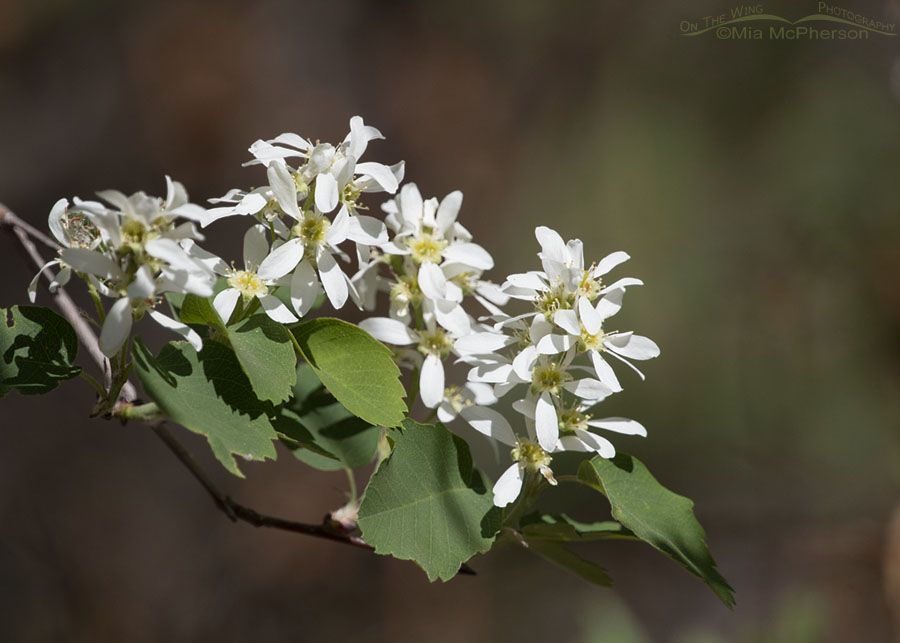 Blooming Serviceberry, Wasatch Mountains, Morgan County, Utah
