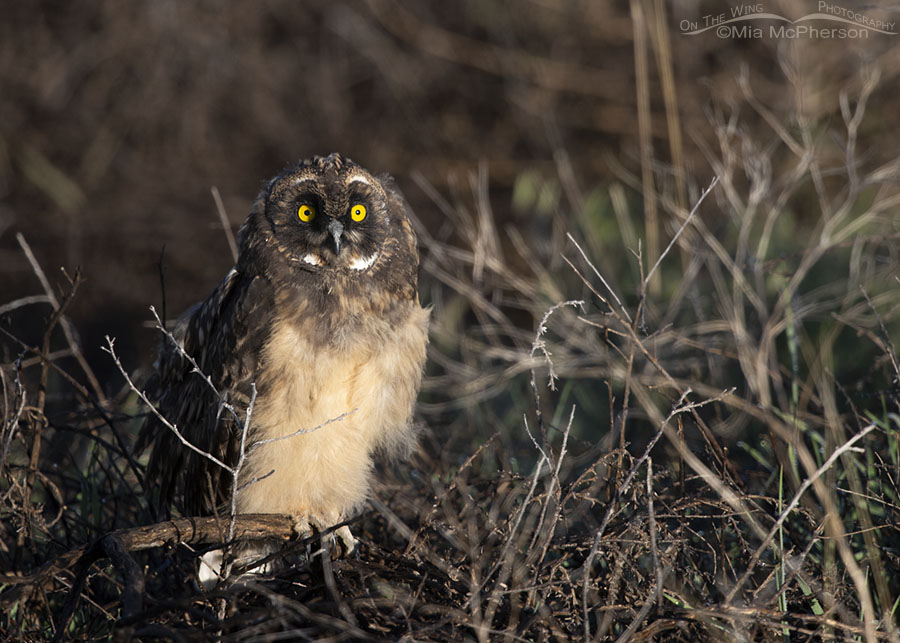 Sunrise and a Short-eared Owl chick, Box Elder County, Utah