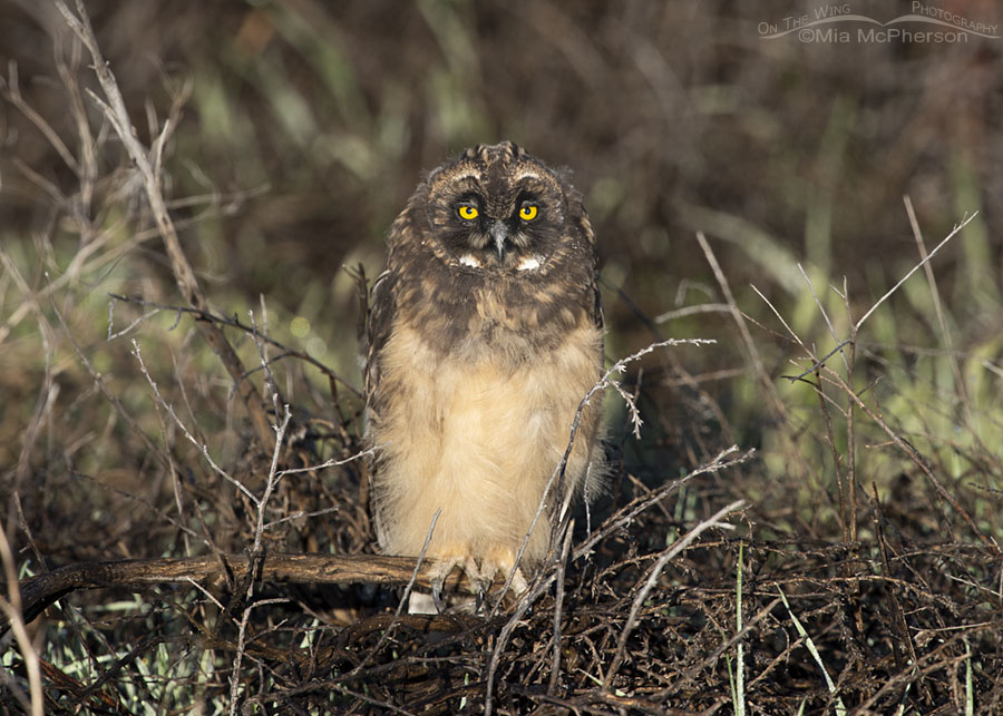Short-eared Owl chick resting just after sunrise, Box Elder County, Utah