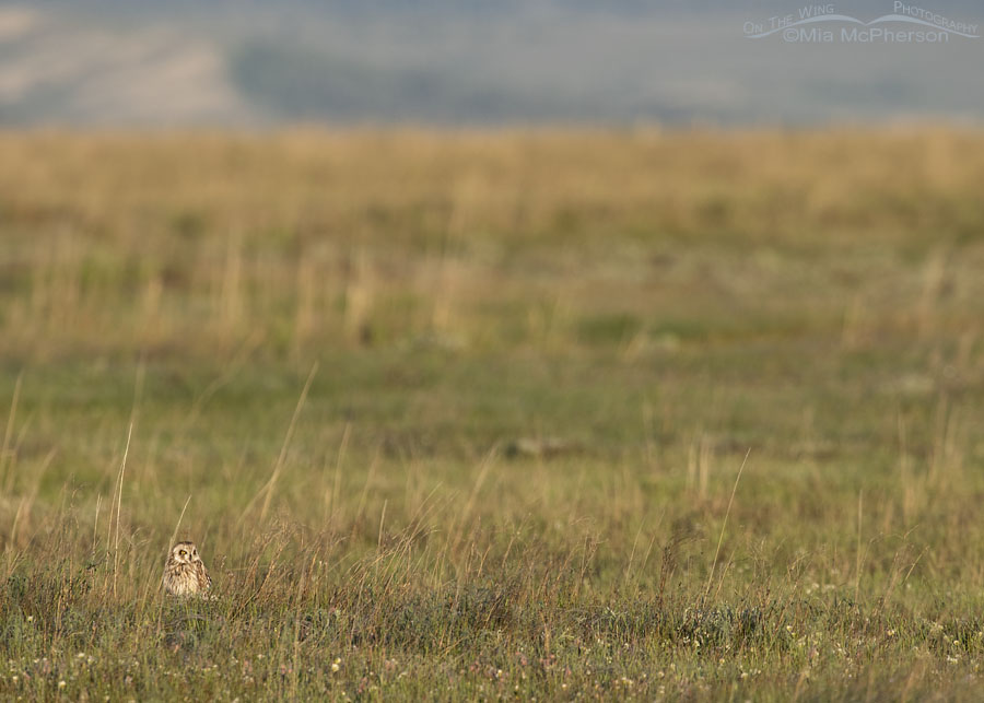 Male Short-eared Owl resting in golden light, Centennial Valley, Beaverhead County, Montana