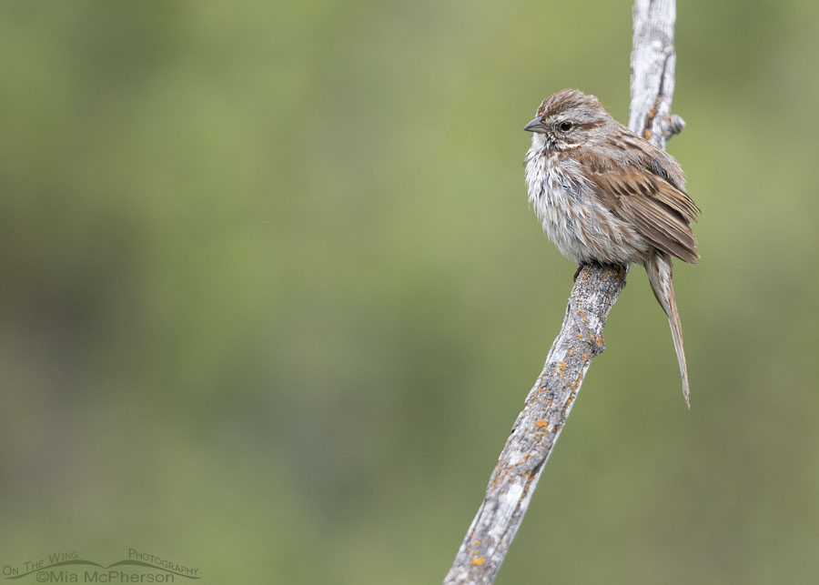 Adult Song Sparrow on a cloudy Spring morning, Wasatch Mountains, Summit County, Utah