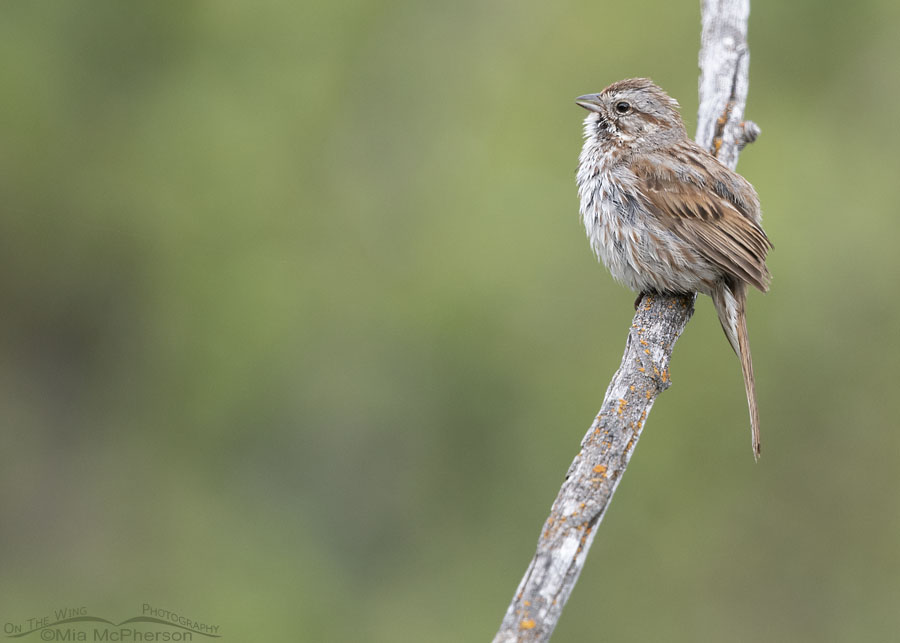 Adult Song Sparrow singing on a cloudy Spring morning, Wasatch Mountains, Summit County, Utah