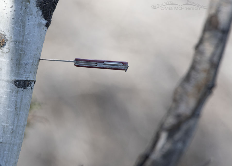 Swiss Army pocket knife stuck in an Aspen, West Desert, Tooele County, Utah