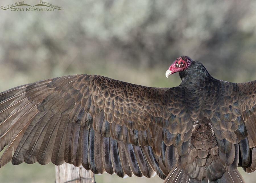 Close up of an adult Turkey Vulture thermoregulating in Box Elder County, Box Elder County, Utah