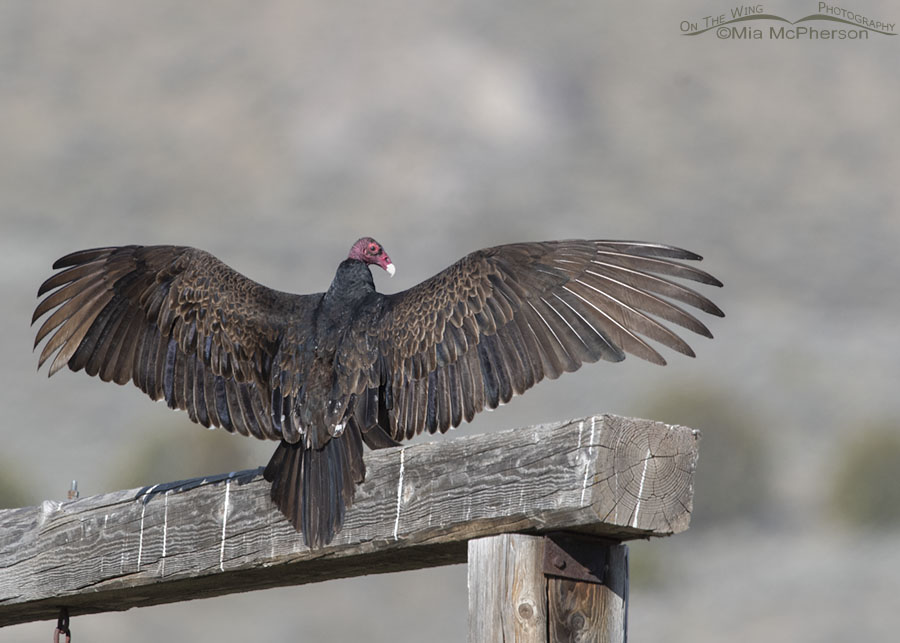 Adult Turkey Vulture warming up on a ranch gate, Box Elder County, Utah
