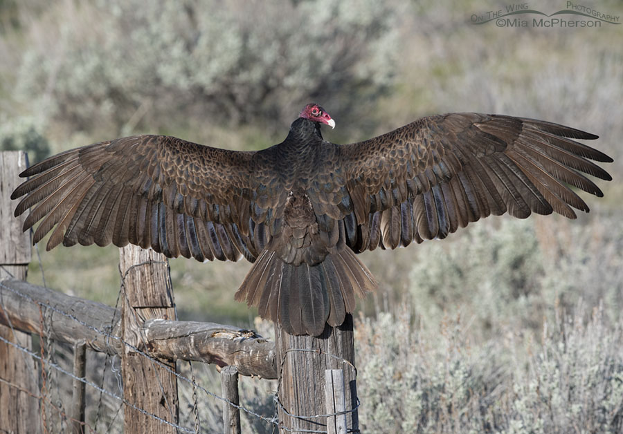 Turkey Vulture thermoregulating on a cool April morning, Box Elder County, Utah