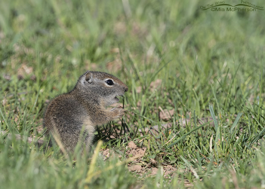 Baby Uinta Ground Squirrel nibbling on Spring grass, Wasatch Mountains, Summit County, Utah