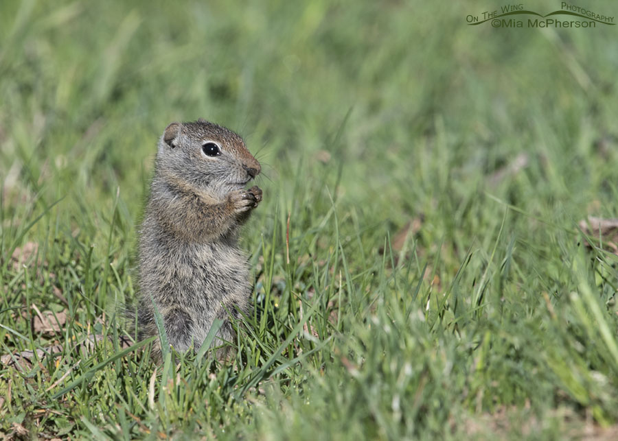 Baby Uinta Ground Squirrel with a muddy nose, Wasatch Mountains, Summit County, Utah