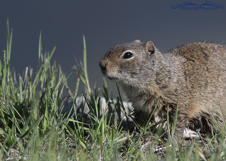 Uinta Ground Squirrel with a blue background, Wasatch Mountains, Summit County, Utah