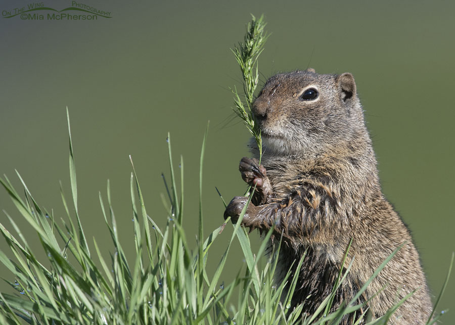 Uinta Ground Squirrel with a green background, Wasatch Mountains, Summit County, Utah